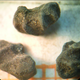 Carbonized molle drupes (fruits) used for making chicha.